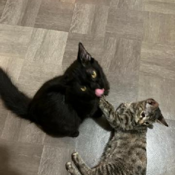 Save the kittens! - Picture 4 of 9